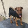 Otto ... Rüde sucht einfach nur ein Körbchen