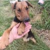 Otto ... Rüde sucht einfach nur ein Körbchen