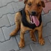 Otto ... Rüde sucht einfach nur ein Körbchen