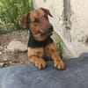 Otto ... Rüde sucht einfach nur ein Körbchen