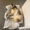 Liebevoller Hund REX sucht seinen Menschen!