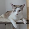 Albor & Seara  verspieltes Katzenpaar sucht gemeinsames Zuh