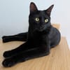 Albor & Seara  verspieltes Katzenpaar sucht gemeinsames Zuh