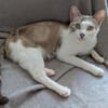 Albor & Seara  verspieltes Katzenpaar sucht gemeinsames Zuh