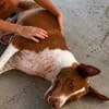 anhänglicher Gago, ca. 52 cm hoch