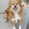 Grinsebacke COCO sucht 4ever home