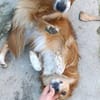 Grinsebacke COCO sucht 4ever home