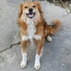 Grinsebacke COCO sucht 4ever home
