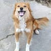 Grinsebacke COCO sucht 4ever home
