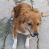 Grinsebacke COCO sucht 4ever home