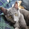 Viggo  Russisch-Blauer Kater sucht liebevolles Zuhause