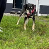 Linci