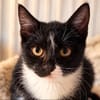Cookie sucht sein Zuhause