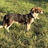 Zuckersüße Sunny