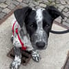 Junghund ♥JONI♥ freundlich, fröhlich wartet in 04157 Leipzig