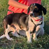 Der ruhige Linus