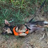 Cioccolata