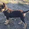 Kleiner Zeno sucht seine Familie