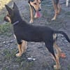 Kleiner Zeno sucht seine Familie