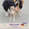 Nesa - best Budy gesucht von mir der ein Foreverhome hat