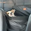 Nesa - best Budy gesucht von mir der ein Foreverhome hat