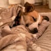 Nesa - best Budy gesucht von mir der ein Foreverhome hat