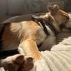 Nesa - best Budy gesucht von mir der ein Foreverhome hat