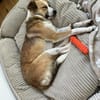 Nesa - best Budy gesucht von mir der ein Foreverhome hat