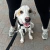 Kilian - sucht ein lebenslanges geborgenes Foreverhome