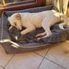 Kilian - sucht ein lebenslanges geborgenes Foreverhome