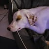 Kilian - sucht ein lebenslanges geborgenes Foreverhome