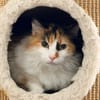 MOKA (chat sauvage)