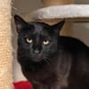 BASTET