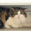 TOTOCHE (chat sauvage)