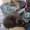 WATA ET AKARI À ADOPTER EN DUO