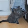 WATA ET AKARI À ADOPTER EN DUO