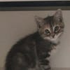 WATA ET AKARI À ADOPTER EN DUO