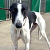 KUH Galgo