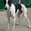 KUH Galgo