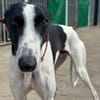 KUH Galgo