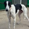 KUH Galgo