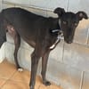 TOGO Galgo