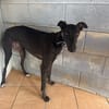 TOGO Galgo