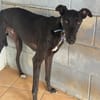 TOGO Galgo