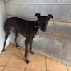TOGO Galgo