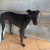 TOGO Galgo