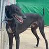 CARBON Galgo