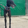 CARBON Galgo