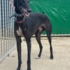 CARBON Galgo