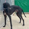 CARBON Galgo
